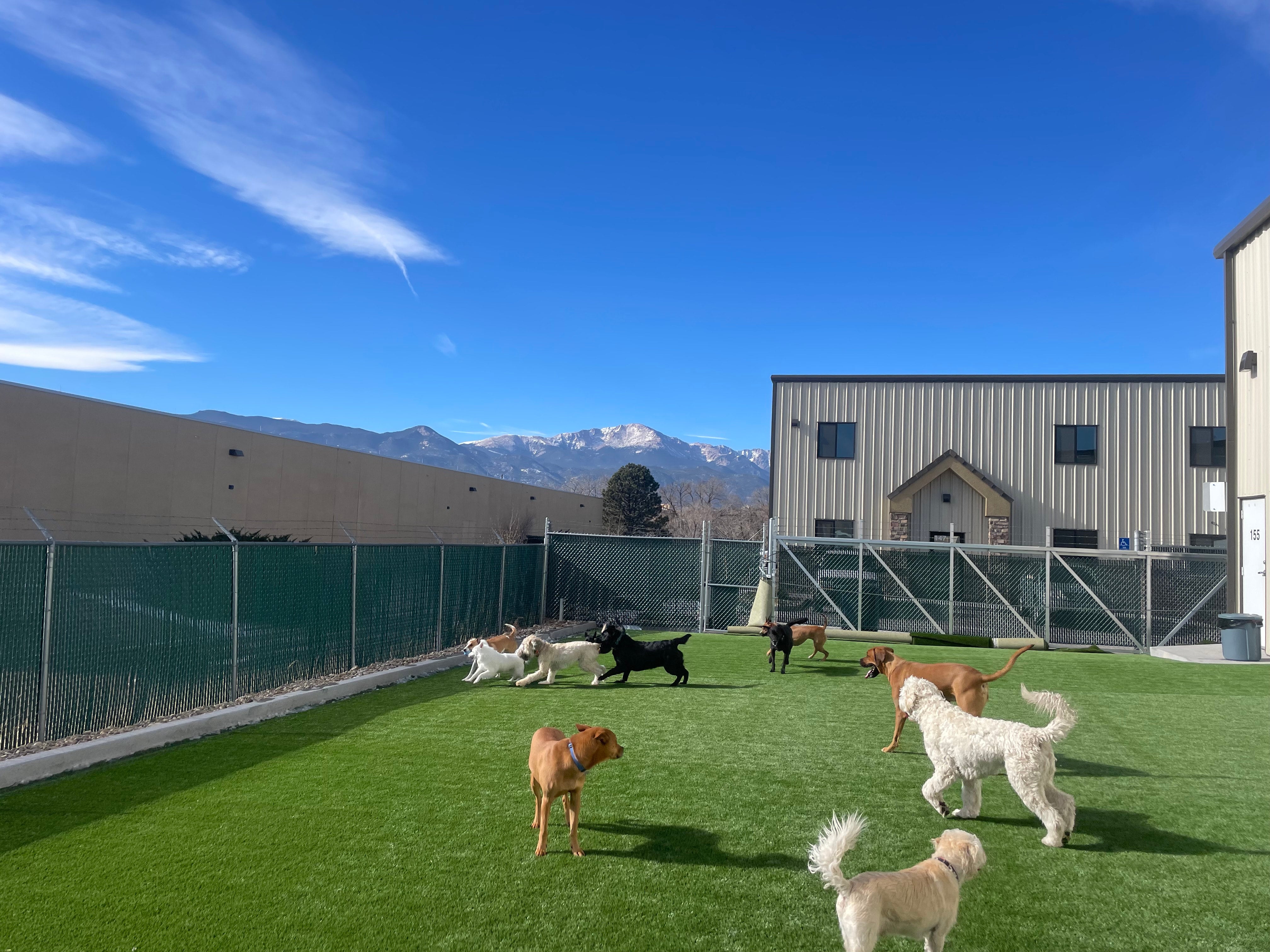 Daycare Full Day Doggy Daycare, Boarding, and Training in